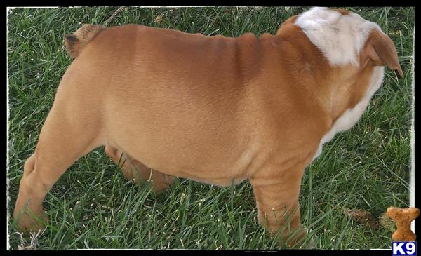 Elite English Bulldogs Picture 2